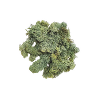 Lychen Fir Green 80g