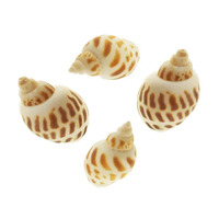 Shells Patterned Snail Shape 100g